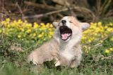 7 NAINS CORGIS 002